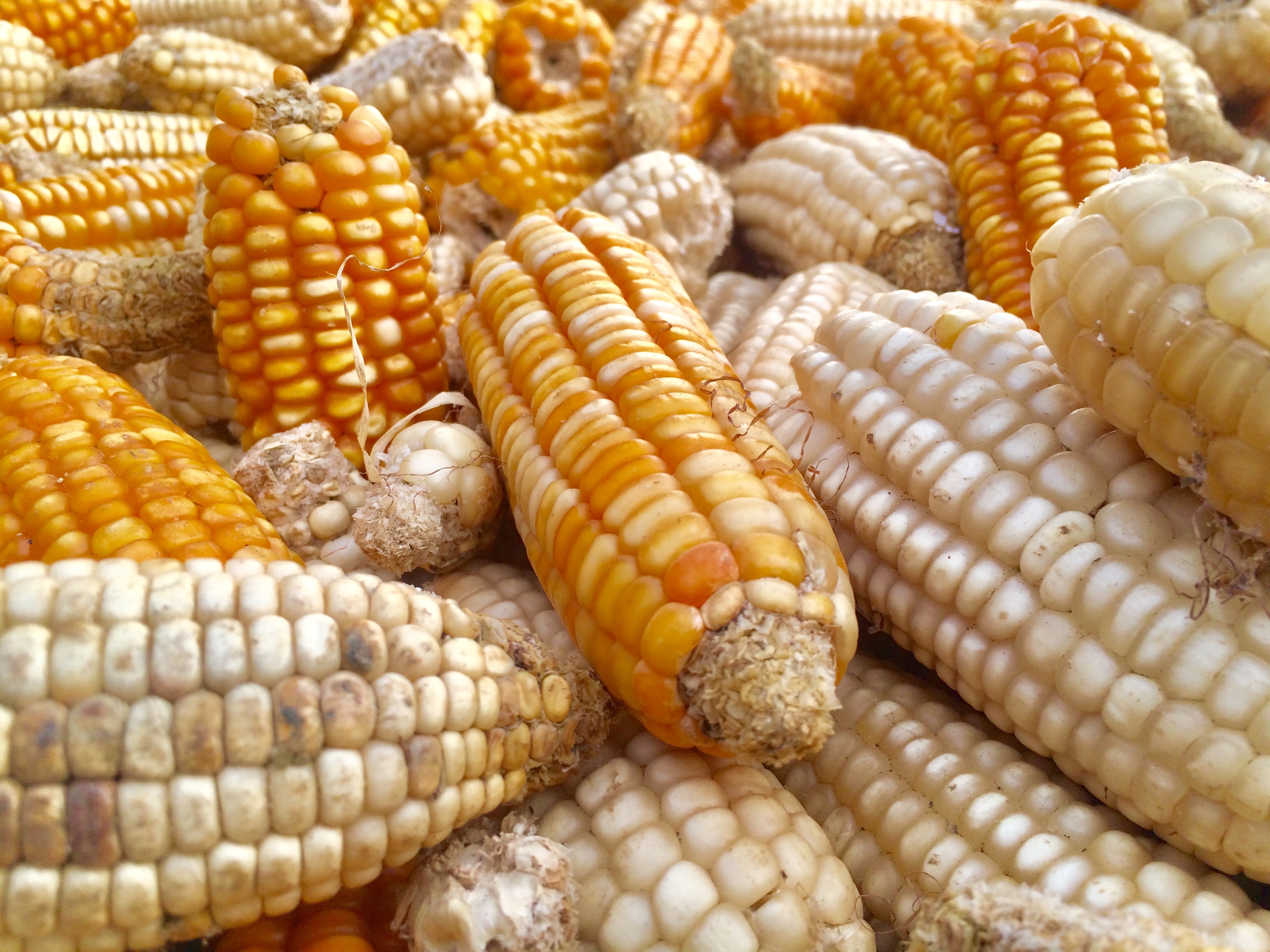 Review of Corn Markets in 2024 and Forecast for 2025